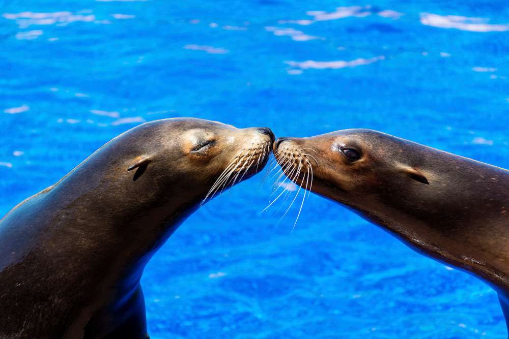 Seals