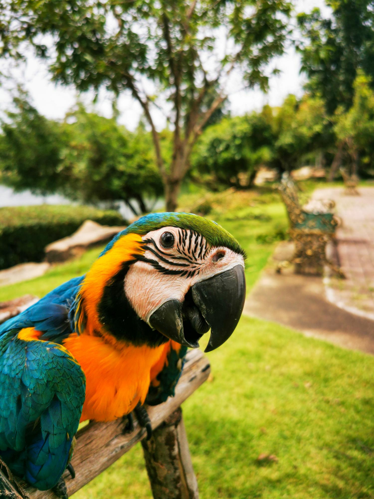 Guacamaya