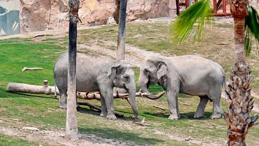 The zoo